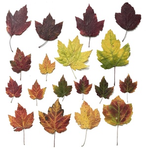 1000 pièces/paquet feuille d'érable des marais série de couleurs d'<span class=keywords><strong>automne</strong></span> feuille pressée pour cadre de peinture <span class=keywords><strong>Photo</strong></span> - Product Image 1