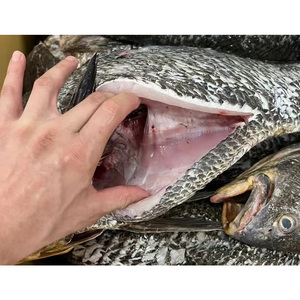 Poisson Croaker brun élevé en eau douce en vrac, 3+ kg, poisson surgelé IQF, croaker brun éviscéré - Product Image 6