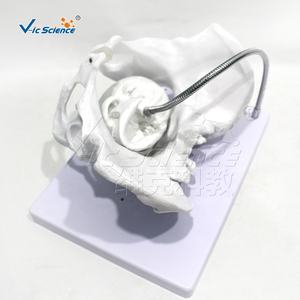 Modelo de Pelvis Femenina para Enseñanza de Partería, Modelo de Hueso para Entrenamiento de Enfermeras en Escuelas de Medicina - Product Image 3