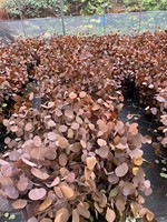 Feuilles d'eucalyptus conservées de haute qualité feuilles de pomme vraies fleurs pour décor de mariage et arrangement floral