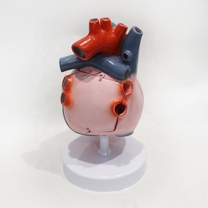 Modelo del Sistema de Conducción Cardíaca Ampliado 3 Veces, 5 Partes, PVC, para Enseñanza de Cardiología, CE ISO ROHS CNAS - Product Image 4