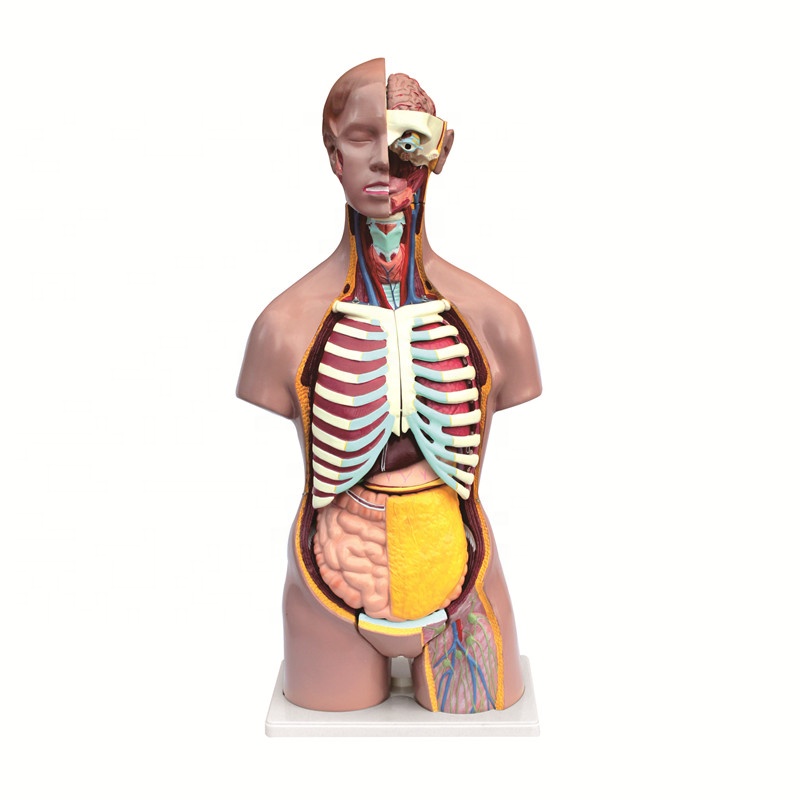 İnsan anatomik modeller satış İnsan torso modeli anatomi modeli