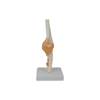 Modelo de Enseñanza Médica DARHMMY, Modelo de Esqueleto de Material PVC, Articulación de Codo Funcional para Entrenamiento de Estudiantes