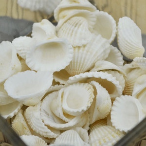 Piccole Conchiglie Naturali Bianche di Capasanta, Conchiglie Naturali Bianche di Vongola Marina, Accessori per Acquario per Decorazioni Artigianali - Product Image 3