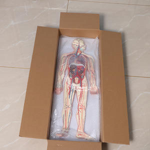 Modelo <span class=keywords><strong>del</strong></span> <span class=keywords><strong>Sistema</strong></span> <span class=keywords><strong>Circulatorio</strong></span> Humano con Corazón y Vasos Sanguíneos - Modelo Anatómico de Circulación de Cuerpo Completo de 90 cm - Product Image 4