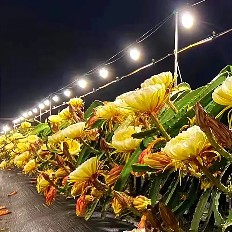 Ihracat LED ampul Vietnam 15W ejderha meyve büyüme ışık su geçirmez bitki takviyesi ışık tam spektrum Pitaya dikim ışık