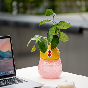 Wuxitang Glass Hydroponic Planter For Desktop Indoor Green Plant Buddha's Hand Citron Display <b>Container</b> Jianshui Style - Product Image 4