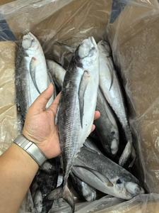 سعر جيد مجمد خردة ذيل صلب المأكولات البحرية المجمدة جولة كاملة خردة ذيل صلب - Product Image 3