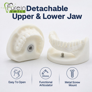 Modelo de Demostración Anatómico de Implante Dental de Tamaño Real, Personalizable, Material de Enseñanza de Ciencias Médicas, Directo de Fábrica, OEM - Product Image 5