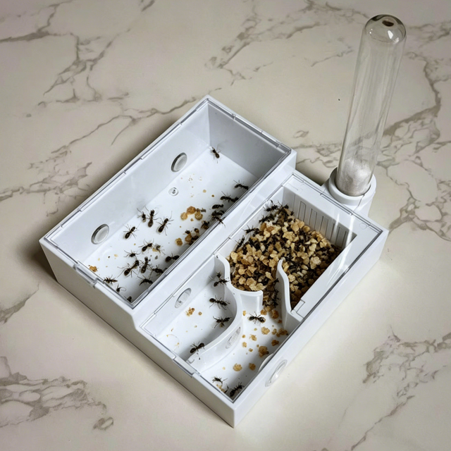 Hot Sale Integrated Seamless One-Piece Ant Nest Clear Acrylic Flat Formicarium No Assembly Needed for Pet Anthouse Breeding