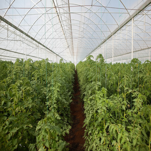 SKYPLANT Équipement Agricole Multispan Cadre en Acier Tunnel Serre Hydroponique - Product Image 1