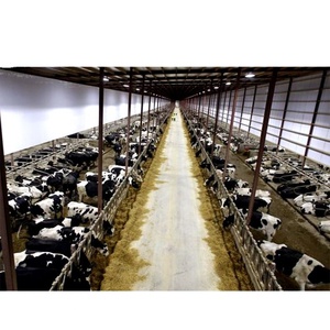 Hiện Đại Thân Thiện Với Môi Đúc Sẵn Kết Cấu Thép Trang Trại Nhà Chăn Nuôi Nhà Cho Gia Súc Cừu Ngựa Và Lợn - Product Image 2