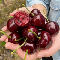 Tanaman Blueberry Hardy, Berbagai Jenis, Untuk Dalam & Luar Ruangan, Penanaman Balkon & Halaman, Perawatan Rendah