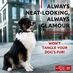 Collier de chien en cuir roulé Ultra souple de luxe DB colliers rembourrés souples de cou de 18 à 21 pouces pour chiens mâles femelles de race moyenne et grande PU - Product Image 4