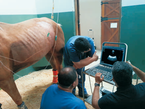 Ecógrafo Doppler Color Digital Portátil y Duradero Sonoscape S8 ExpV, Escáner Veterinario para Clínica y <span class=keywords><strong>Hospital</strong></span> - Product Image 5