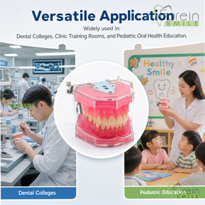 Modelo Dental Estándar para Estudio y Enseñanza con Todos los Dientes Extraíbles, Material de Gel de Sílice, Modelo de Dientes Suaves para Demostración Dental - Product Image 6