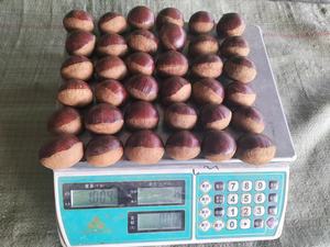 <span class=keywords><strong>Châtaigne</strong></span> Taian fraîche 60-80 <span class=keywords><strong>prix</strong></span> nouvelle <span class=keywords><strong>châtaigne</strong></span> de culture pour la vente en gros <span class=keywords><strong>châtaigne</strong></span> ouverte facile - Product Image 3