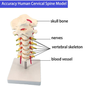 Modèle de colonne cervicale humaine en sciences médicales avec colonne vertébrale et <span class=keywords><strong>squelette</strong></span> d'artère cervicale pour l'enseignement et l'apprentissage - Product Image 5