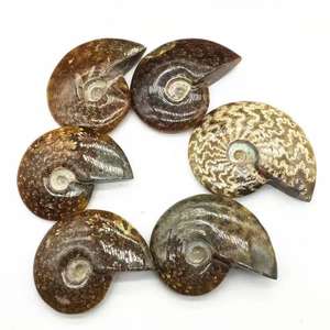 Spécimen fossile d'<span class=keywords><strong>ammonite</strong></span> naturelle irisée de Madagascar, cristal opaline, escargot pour l'enseignement des sciences biologiques de base - Product Image 2