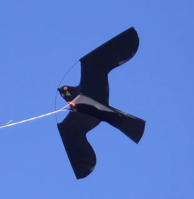 صائد الطيور نسر المزرعة طائرة ورقية تعمل بالطاقة الرياح