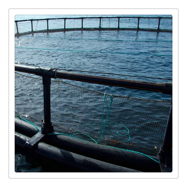 Fishing Cage for Lakes Sea Fish