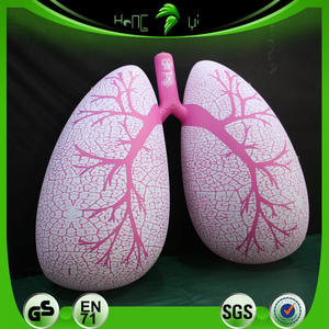 นิทรรศการทางการแพทย์พองแบบกําหนดเองปอดอวัยวะมนุษย์รุ่น - Product Image 2