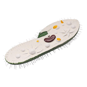 แบบจำลองพาราเมเซียม อุปกรณ์การศึกษาด้านวิทยาศาสตร์การแพทย์ สำหรับสิ่งมีชีวิตเซลล์เดียว โปรโตโซอา รุ่น PVC ยี่ห้อ Yulin รุ่น YL2-80001 - Product Image 6