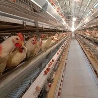 Système de cages à poulets multi-niveaux de type H, cage à batterie automatique, équipement en acier galvanisé pour élevage avicole