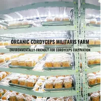 QINSHANTANG Organique Cordyceps Militaris Extrait Poudre Marque Privée À Base De Plantes Cordyceps Sinensis Champignon pour Adultes