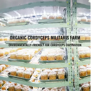 Органический экстракт Кордицепса - Product Image 5
