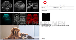 Máquina <span class=keywords><strong>de</strong></span> ultrasonido para perros con <span class=keywords><strong>precio</strong></span> al por mayor <span class=keywords><strong>de</strong></span> tecnología avanzada - Product Image 4