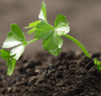 Ligne de production chinoise Compost à libération lente Engrais organique en poudre pour l'agriculture Pelouse à fleurs végétales