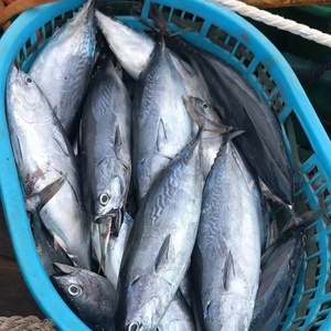 Camarón Entero Congelado en el Mar IQF 10kg/Caja |   Pescado con Alto Contenido de Proteínas y Bajo en Azúcar, Certificado ISO, Marca OASIC, Fujian, para el Mercado Africano - Product Image 4