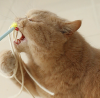 Tongkat Kucing Berbentuk Lonceng Plastik, Alat Penggoda Kucing, Tongkat Pancing, Mainan Penghibur Diri, Tahan Gigitan, Untuk Penggunaan Dalam Ruangan, Perlengkapan Hewan Peliharaan