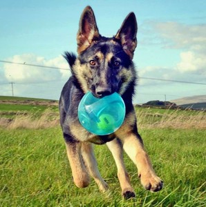 Balle sonore <span class=keywords><strong>Kong</strong></span> de style américain en forme d'alien pour chats et chiens, jouet aquatique d'extérieur, jouet de tirage à la corde - Product Image 3