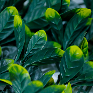 Cây xanh dọc vườn cây thường xuân cây xanh tường trang trí trang trí cây nhân tạo - Product Image 6