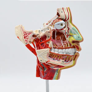 SCIEDU الرأس والوجه والعصب الوعائي البشري القسم السهمي المتوسط مع نموذج تشريح الرأس للأعصاب الوعائية - Product Image 2