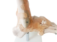 Venta caliente ciencia médica tamaño de vida humana tobillo humano anatomía pantalla ligamento pie articulación esqueleto modelo anatómico para la enseñanza