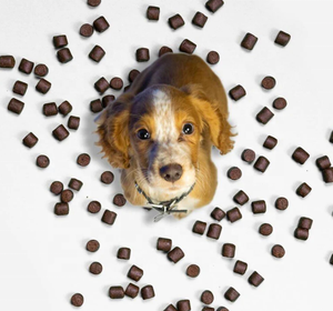 Private Label Natuurlijke Hond Kalmerende Zachte Kauwsupplement Helpt Angst En Blaffende Stressverlichting Met Melatonine En Ashwagandha - Product Image 4