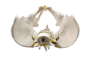 Modèle de <span class=keywords><strong>squelette</strong></span> d'anatomie humaine de la colonne vertébrale, du bassin, des disques intervertébraux lombaires et des nerfs - Product Image 5