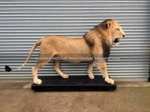 Figura de Animal animatrónico hecho a mano, Animal realista, León, animatrónico, modelo personalizado, estatua para Zoo Park - Product Image 6