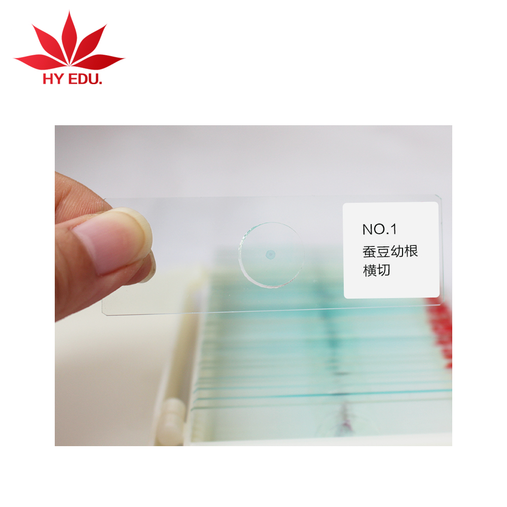 Обучение uesd биологический слайд подготовлено микроскоп горки Pine пыльца w. m