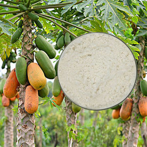 Bubuk <span class=keywords><strong>Papain</strong></span> Kelas Makanan Produk Kesehatan Terlaris 100000U/G Bubuk Ekstrak Pepaya Alami Bubuk Enzim <span class=keywords><strong>Papain</strong></span> - Product Image 2