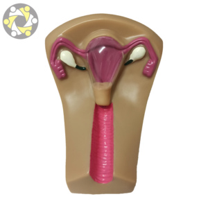 Simulador de entrenamiento de útero DIU modelo educativo de ciencia médica con Anatomía de ovario para anticonceptivo Intrauterino - Product Image 2