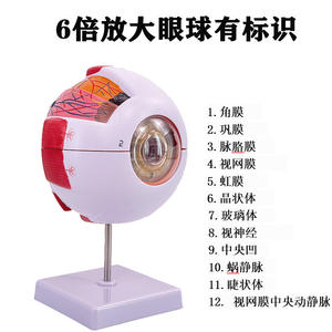 Modelo de Anatomía del Ojo Humano para Medicina WZ-Y008, Resina PLA, Ampliación 6x, Ayuda Didáctica para Oftalmología - Product Image 5