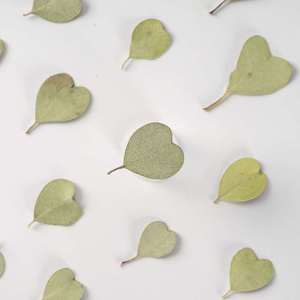 MNR2086 Dried and Pressed <strong>Heart</strong> Shape Eucalyptus Leaves <strong>for</strong> Resin DIY <strong>Craft</strong> Suppliers - Product Image 3