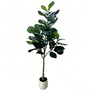 180cm Pitted white basin Fiddle-leaf fig– Eco-Friendly Plant for Wedding & Event Decoration - Product Image 1