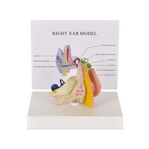 Modelo <span class=keywords><strong>de</strong></span> anatomía del oído humano, ciencia médica - Product Image 6