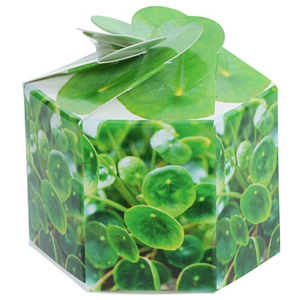 Kit <span class=keywords><strong>de</strong></span> Jardinière Pop-up Personnalisable avec Logo, pour Plante <span class=keywords><strong>de</strong></span> la Fortune, Pliable, Portable, Cadeau Unique Porte-Bonheur et <span class=keywords><strong>de</strong></span> Prospérité, Promotionnel, Vente en Gros - Product Image 3