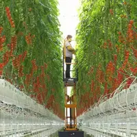 Rumah Kaca Pertanian Komersial, Rumah Kaca Tomat/Sayuran/Buah/Bunga dengan Hidroponik untuk Turnkey Proyek Green House